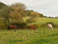 Chevaux au pré