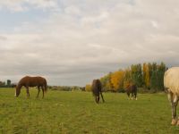 Chevaux au pré