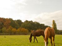 Chevaux au pré