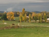 Chevaux au pré