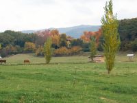 Pré pour cheval en pension