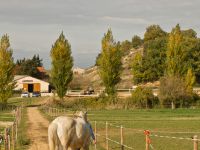 Les chevaux sont sortis en rentré tous les jours
