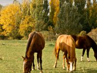Chevaux au pré