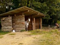 Abris pour chevaux au pré