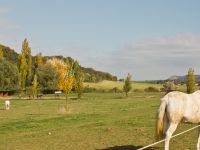 Chevaux au pré et box