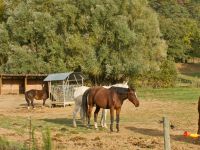 Chevaux au pré et box