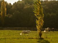 Chevaux au pré