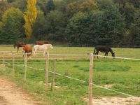 Prés pour les chevaux en pension