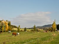 Prés pour les chevaux en pension