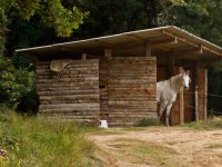 Abris pour les chevaux en pension