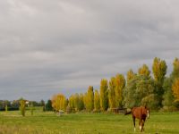 Prés pour les chevaux en pension