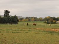 Prés pour les chevaux en pension