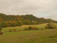 Prés pour les chevaux en pension
