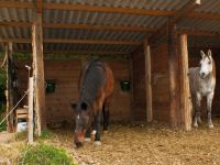 Abris pour les chevaux en pension