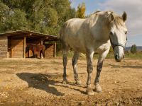 Abris pour les chevaux en pension