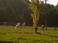 Prés pour les chevaux en pension