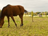 Boxes pour les chevaux en pension