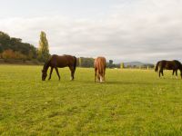 Prés pour les chevaux en pension